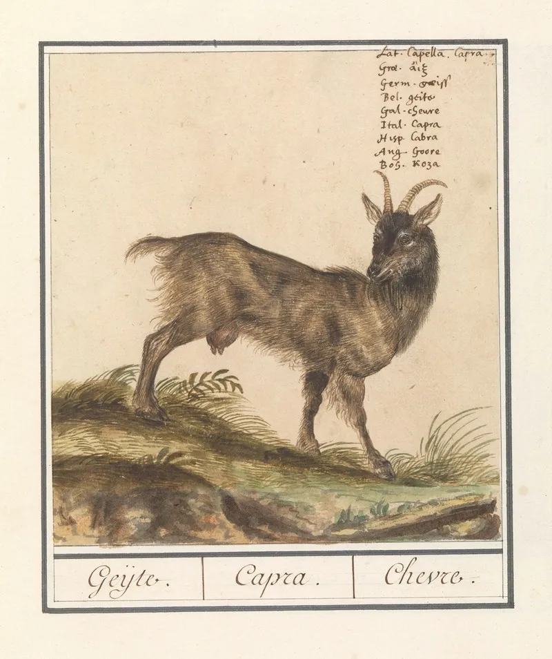 Geit Capra Hircus Geijte Capra Chevre Wall Art by Anselmus Boëtius de Boodt - High-Resolution Digital Print