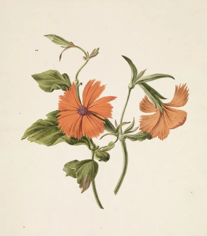 Gele Chinese Roos Rosa Chinensis Lutea Wall Art by M. de Gijselaar - High-Resolution Digital Print