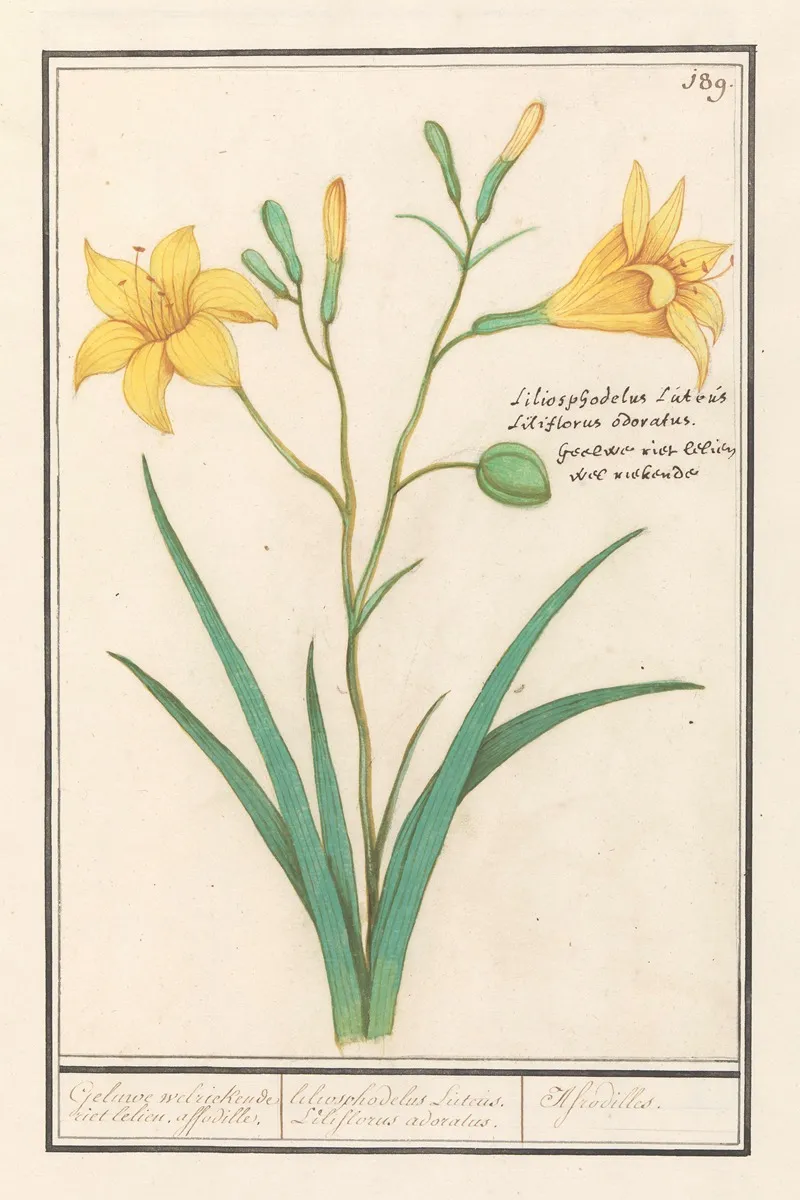 Gele Lelie Lilium Wall Art by Anselmus Boëtius de Boodt - High-Resolution Digital Print
