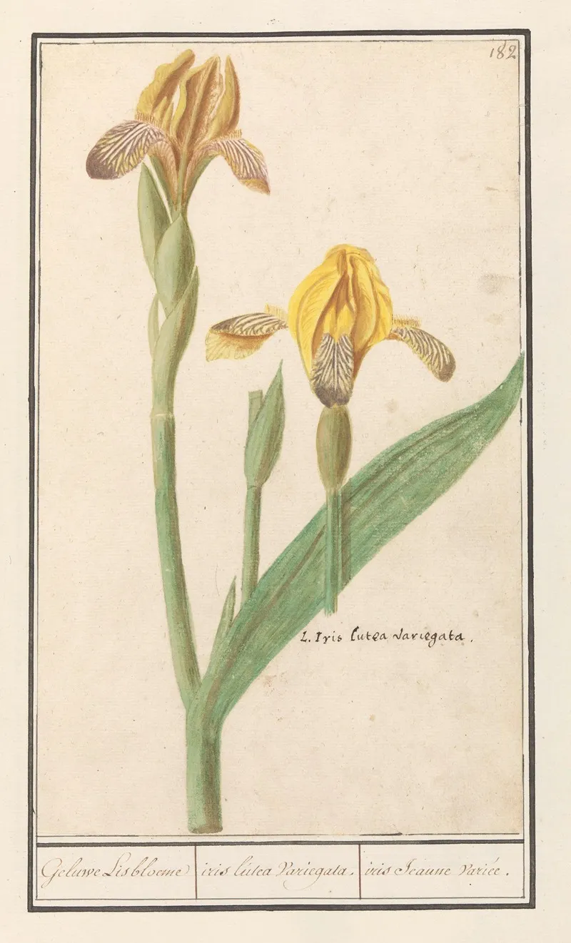 Gele Lis Iris Pseudacorus Geluwe Lisbloeme Iris Lutea Variegata Iris Jeaune Variee Wall Art by Anselmus Boëtius de Boodt - High-Resolution Digital Print