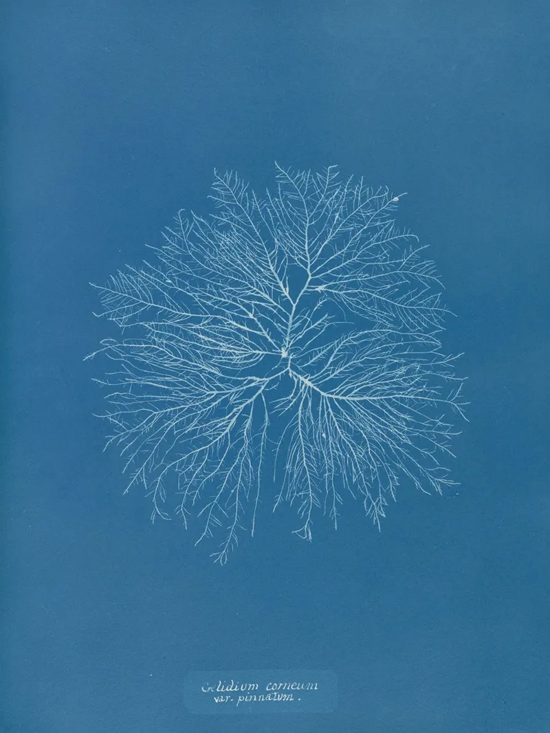 Gelideum Corneum Var Pinnatum Wall Art by Anna Atkins - High-Resolution Digital Print