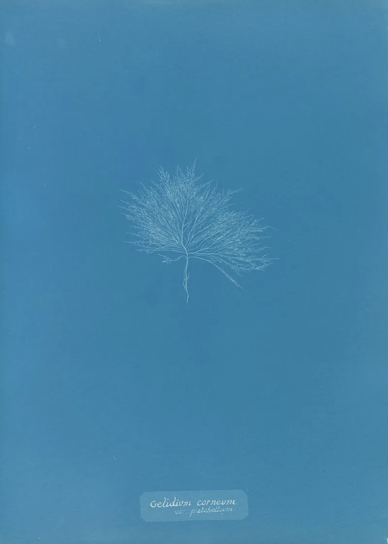 Gelideum Corneum Var Pulchellum Wall Art by Anna Atkins - High-Resolution Digital Print