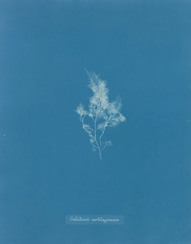 Gelidium Cartilagineum Wall Art by Anna Atkins - High-Resolution Digital Print
