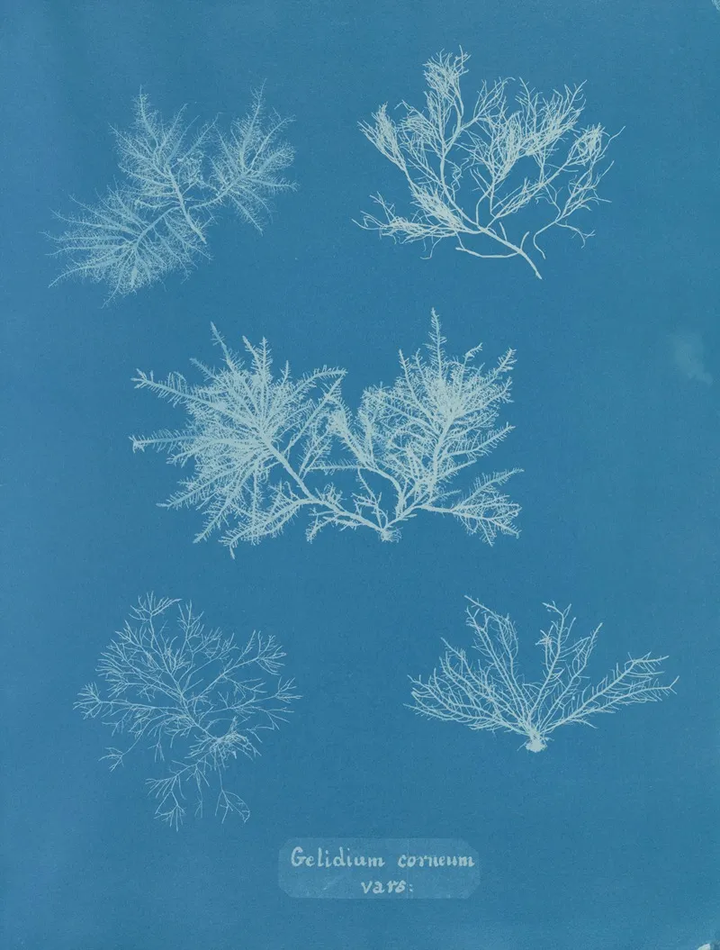 Gelidium Corneum Vars 2 Wall Art by Anna Atkins - High-Resolution Digital Print