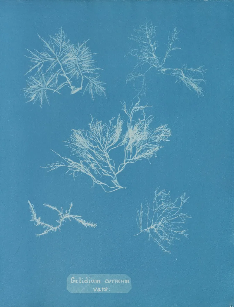 Gelidium Corneum Vars Wall Art by Anna Atkins - High-Resolution Digital Print