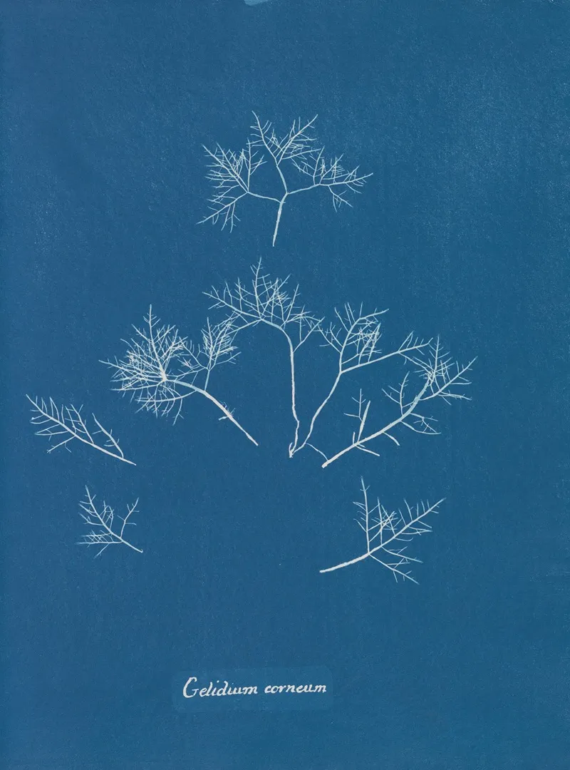 Gelidium Corneum Wall Art by Anna Atkins - High-Resolution Digital Print