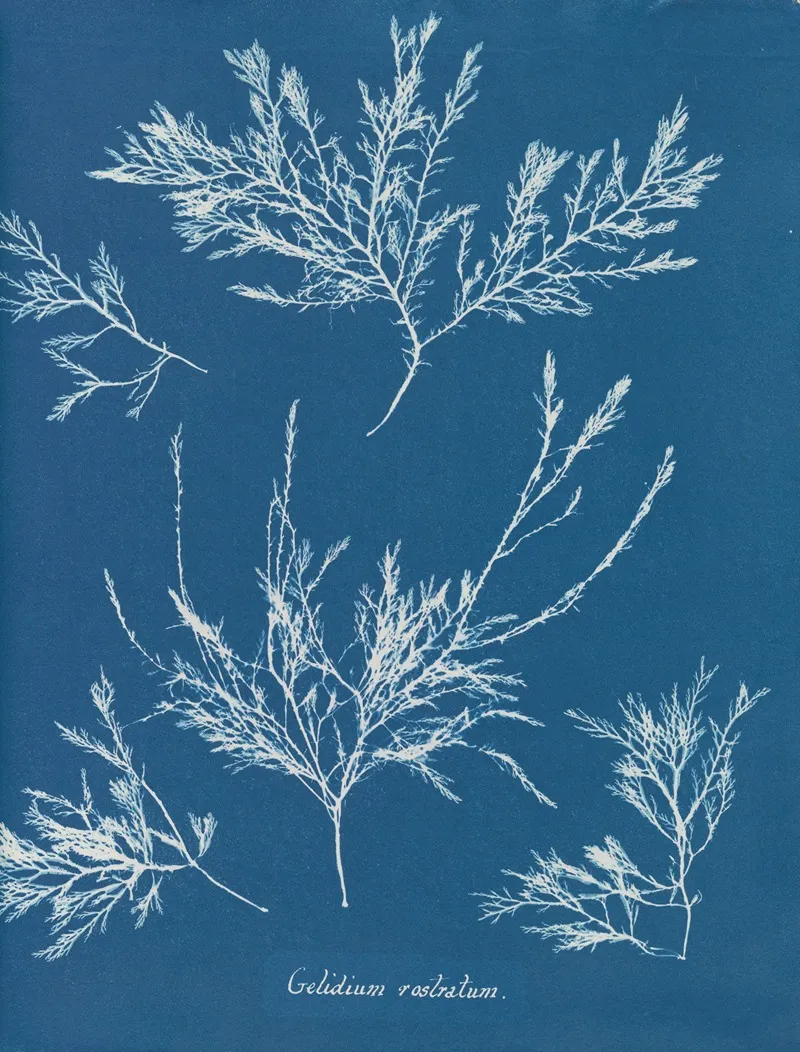 Gelidium Rostratum Wall Art by Anna Atkins - High-Resolution Digital Print
