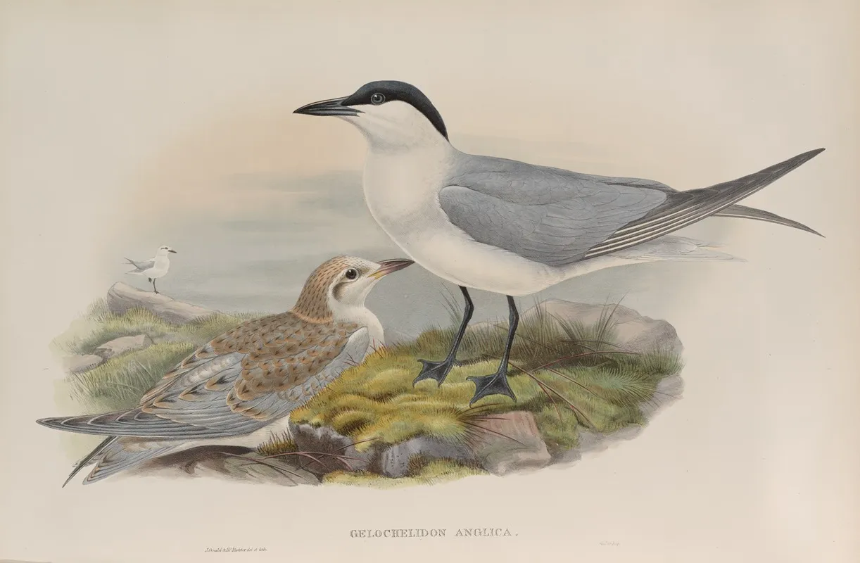 Gelochelidon Anglica Gull Billed Tern Wall Art by John Gould - High-Resolution Digital Print