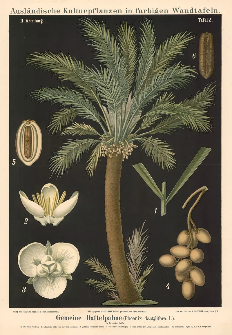 Gemeine Dattelpalem Phoenix Dactylifera L Wall Art by Carl Bollmann - High-Resolution Digital Print