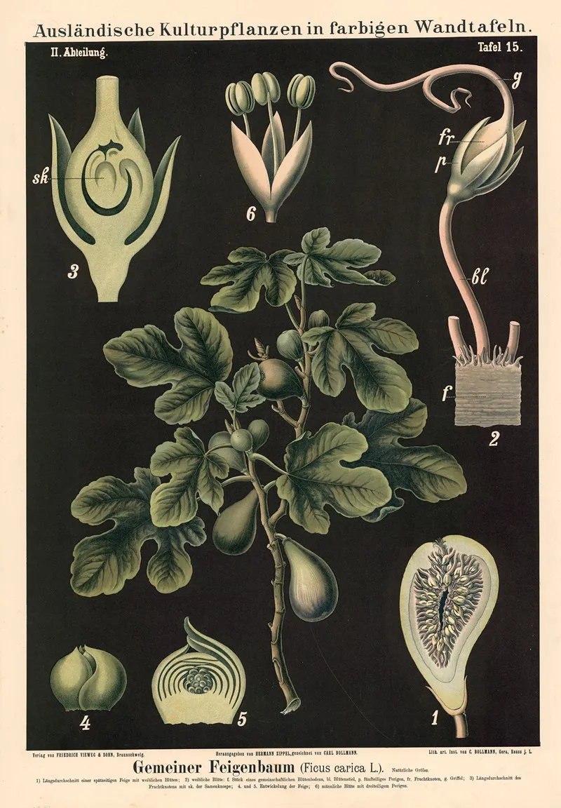 Gemeiner Feigenbaum Ficus Carica L Wall Art by Carl Bollmann - High-Resolution Digital Print