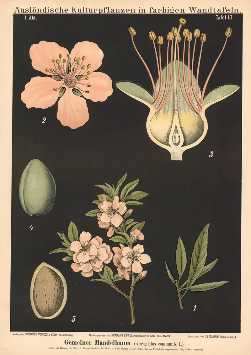 Gemeiner Mandelbaum Amygdalus Communis L Wall Art by Carl Bollmann - High-Resolution Digital Print