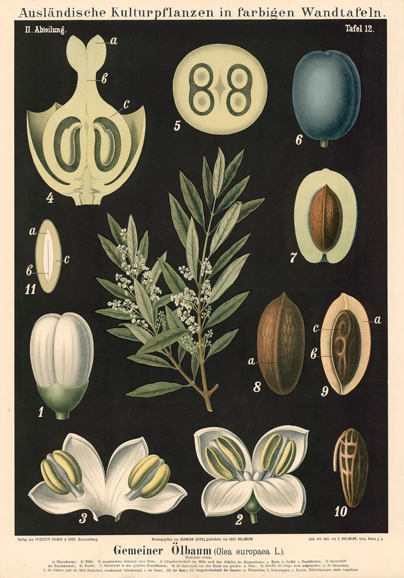 Gemeiner Olbaum Olea Europaea L Wall Art by Carl Bollmann - High-Resolution Digital Print