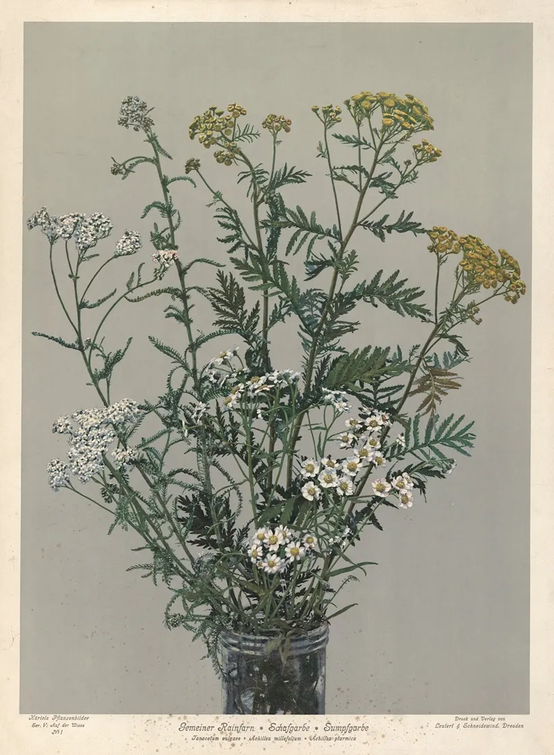 Gemeiner Rainfarn Schafgarbe Sumpfgarbe Tanacetum Vulgare Achillea Millefolium Achillea Ptarmica Wall Art by Leutert &amp; Schneidewind - High-Resolution Digital Print