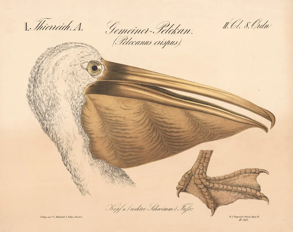 Gemeinerpelikan Pelecanus Crispus Wall Art by H.J. Ruprecht - High-Resolution Digital Print