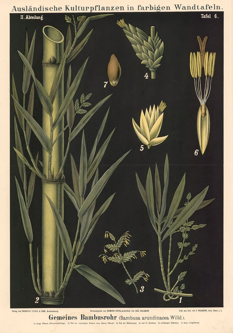 Gemeines Bambusrohr Bambusa Arundinacea Willd Wall Art by Carl Bollmann - High-Resolution Digital Print