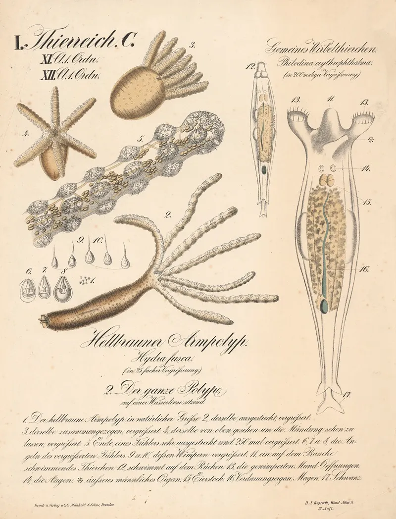 Gemeines Wirbelthierchen Philodina Crythrophtalma Hellbrauner Armpolyp Hydra Fusca Den Ganze Polype Auf Einer Wasserlinse Sitzend Wall Art by H.J. Ruprecht - High-Resolution Digital Print