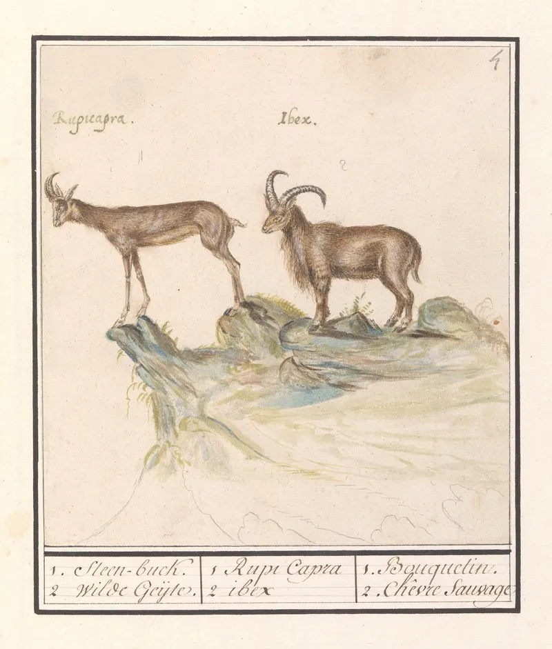 Gems Rupicapra Rupicapra En Alpensteenbok Capra Ibex 1 Steen Buck 2 Wilde Geijte Wall Art by Anselmus Boëtius de Boodt - High-Resolution Digital Print