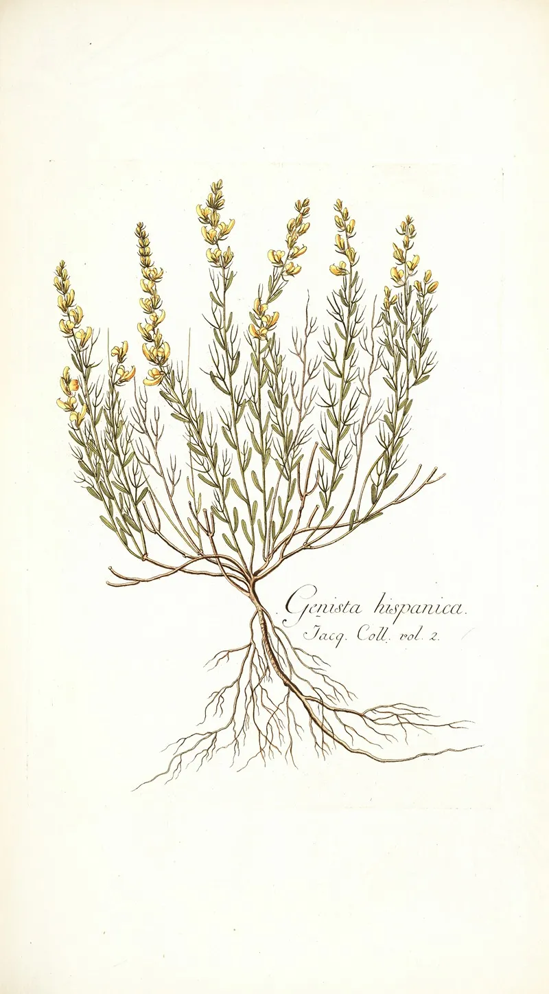 Genista Hispanica Wall Art by Nikolaus Joseph Freiherr von Jacquin - High-Resolution Digital Print