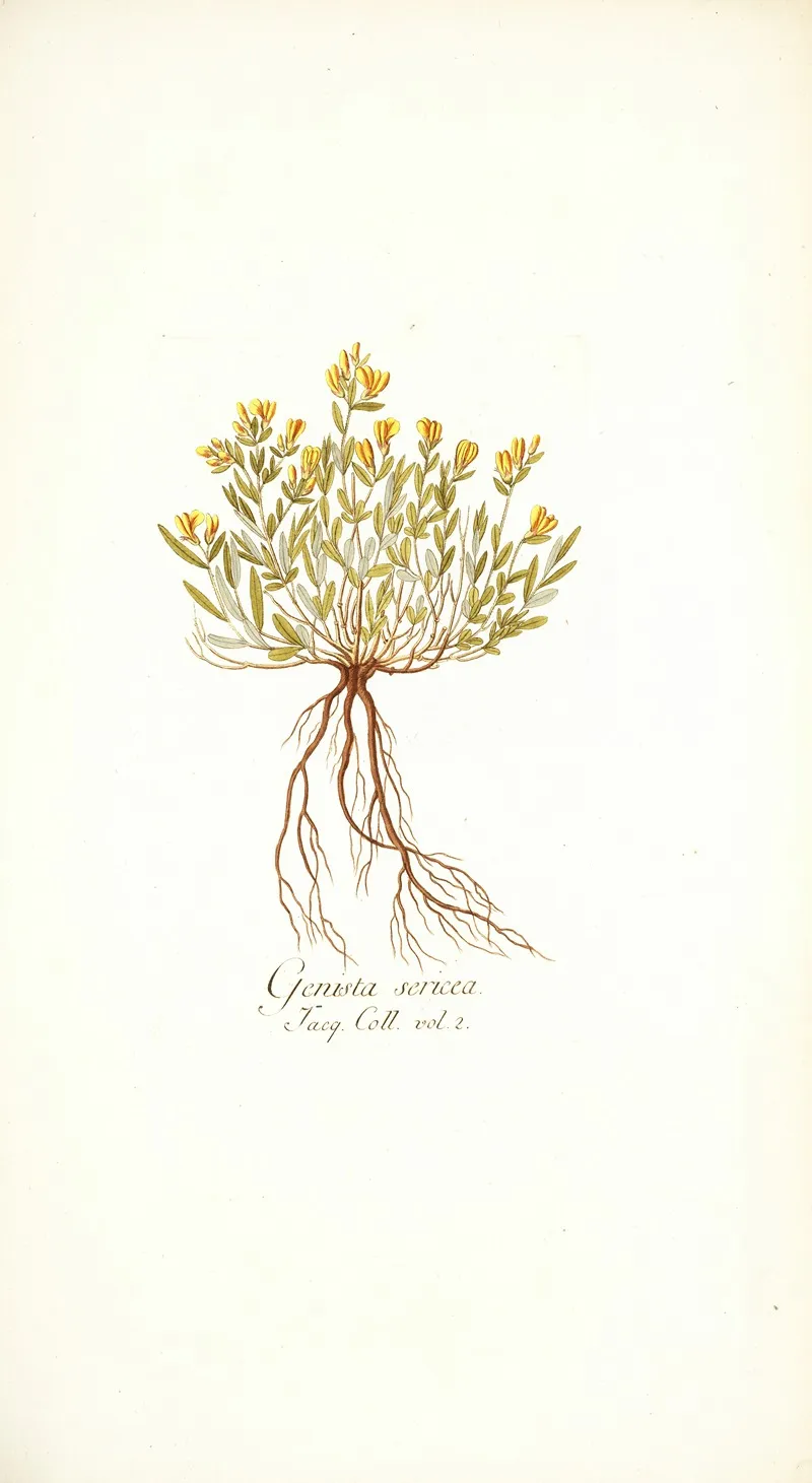 Genista Sericea Wall Art by Nikolaus Joseph Freiherr von Jacquin - High-Resolution Digital Print