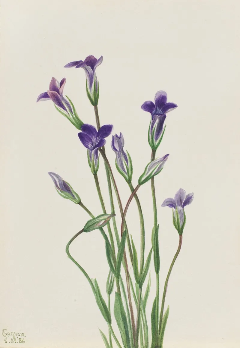 Gentian Gentiana Holopetala
