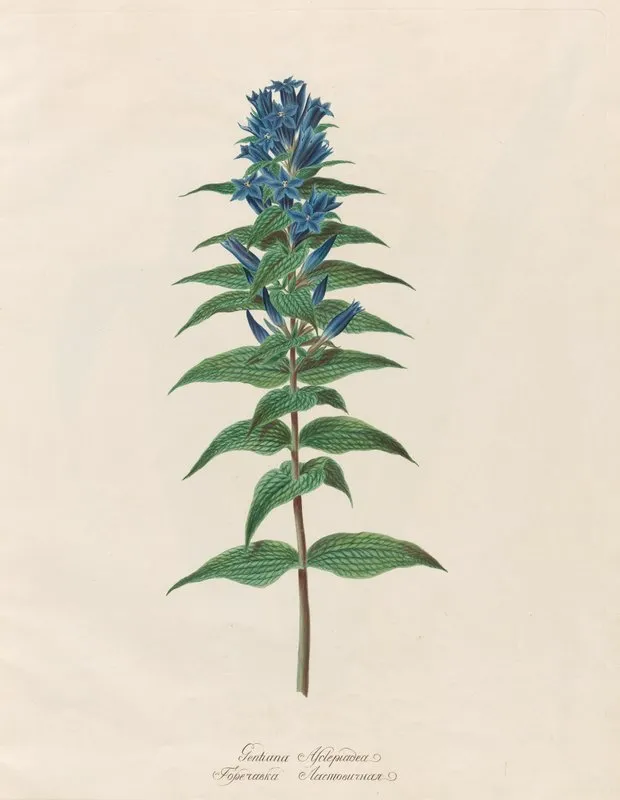 Gentiana Asclepiadea Wall Art by Petr Martynovich Gofman - High-Resolution Digital Print
