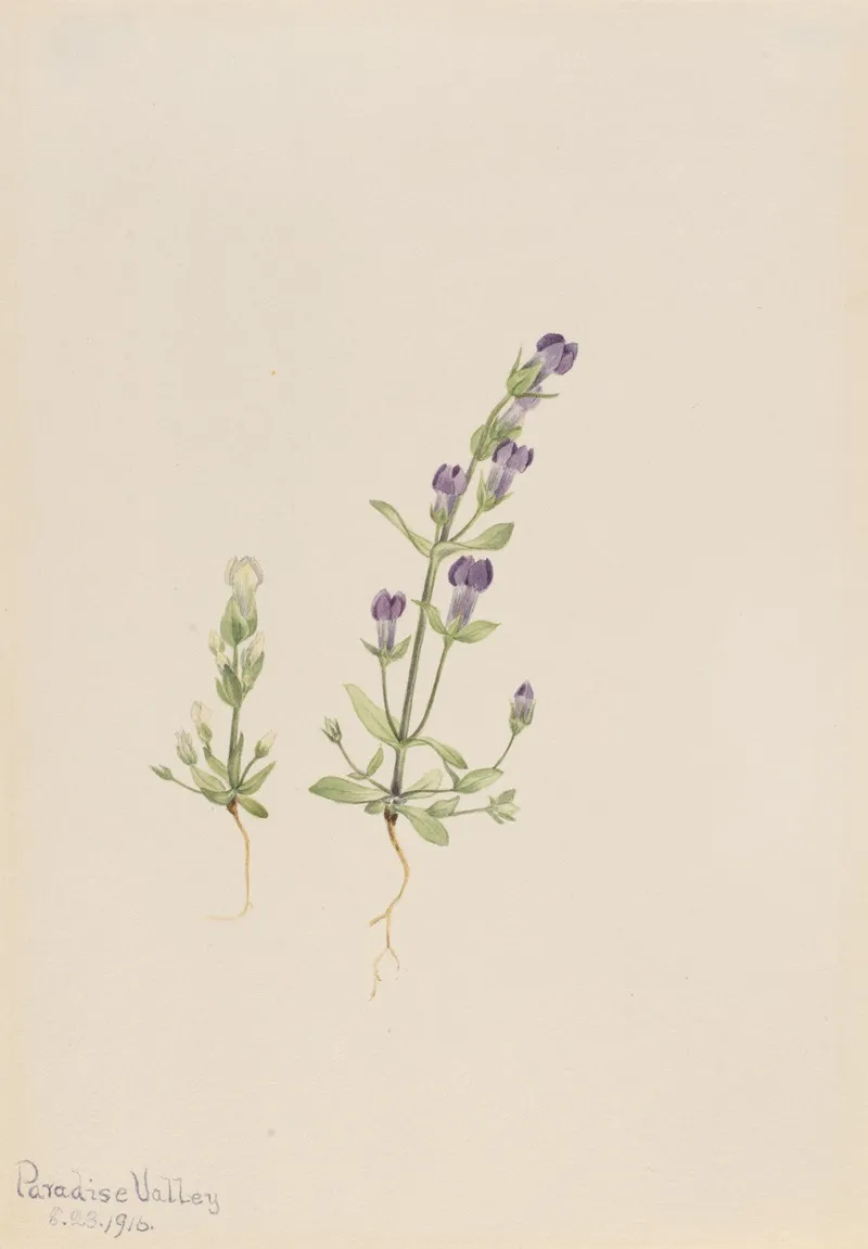 Gentiana Propingua