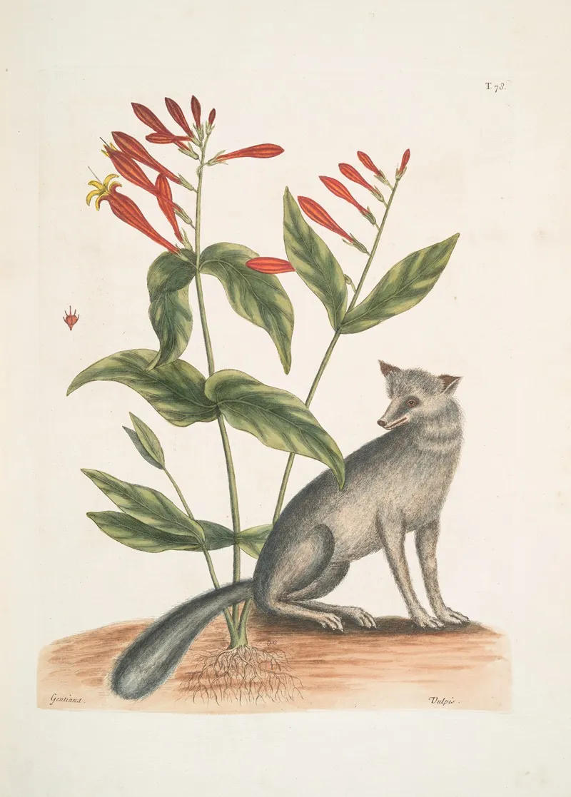 Gentiana The Indian Pink Vulpis The Grey Fox Wall Art by Mark Catesby - High-Resolution Digital Print