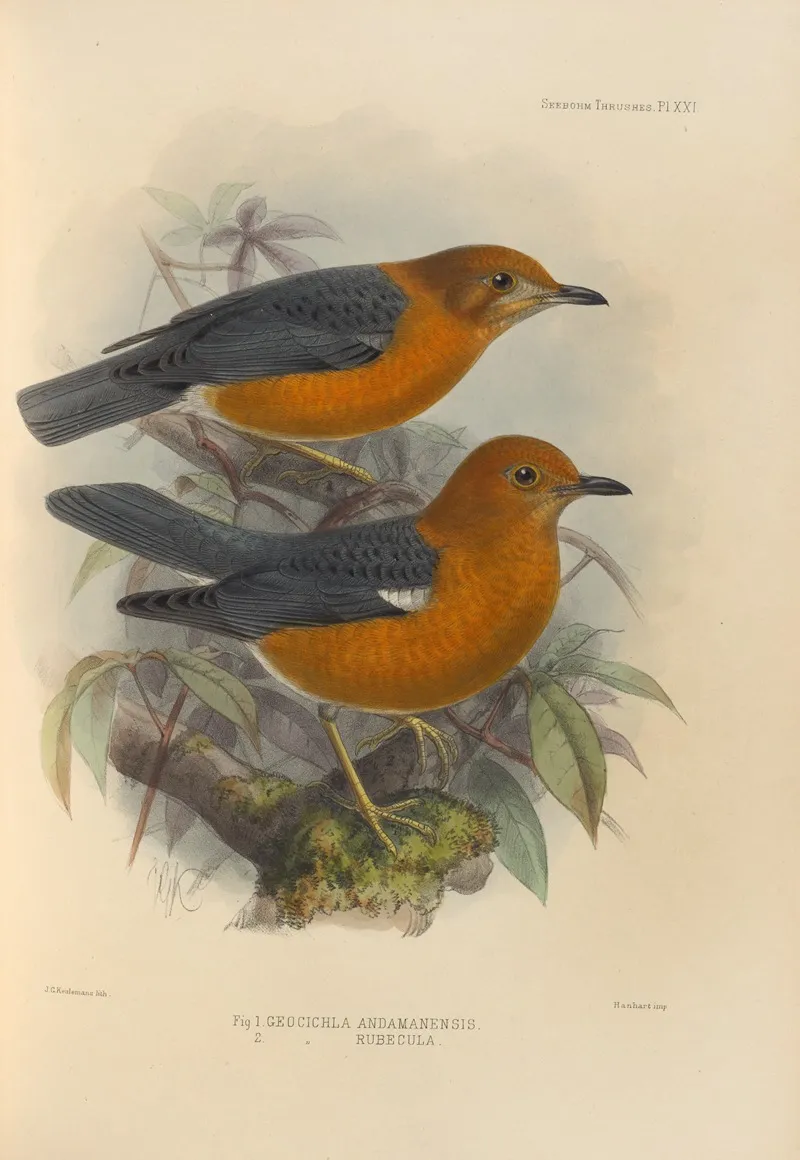 Geocichla Andamanensis Geocichla Rubecula Wall Art by Henry Seebohm - High-Resolution Digital Print