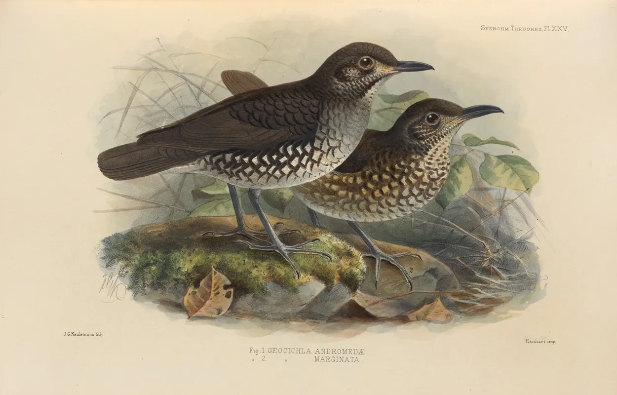 Geocichla Andromedae Geocichla Marginata Wall Art by Henry Seebohm - High-Resolution Digital Print