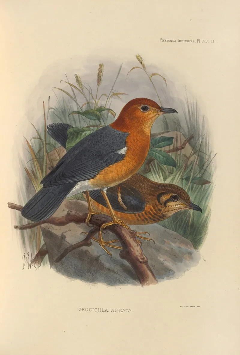 Geocichla Aurata Wall Art by Henry Seebohm - High-Resolution Digital Print