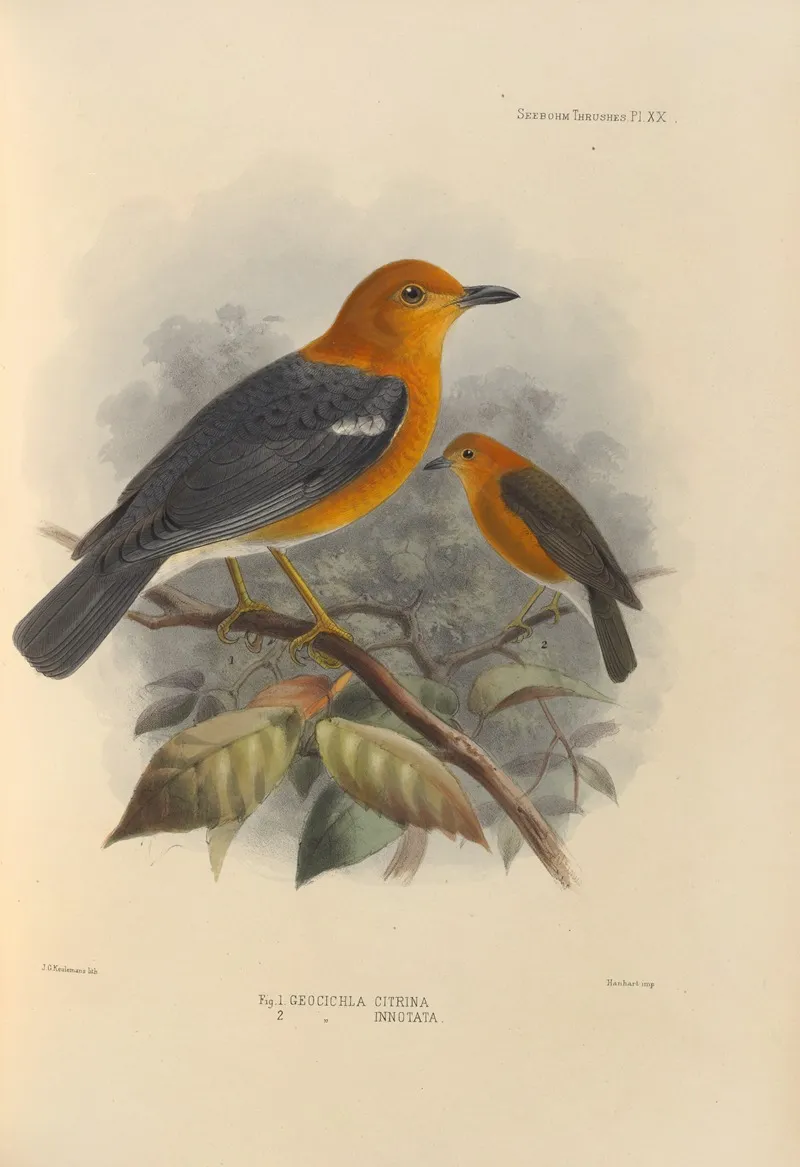 Geocichla Citrina Geocichla Innotata Wall Art by Henry Seebohm - High-Resolution Digital Print