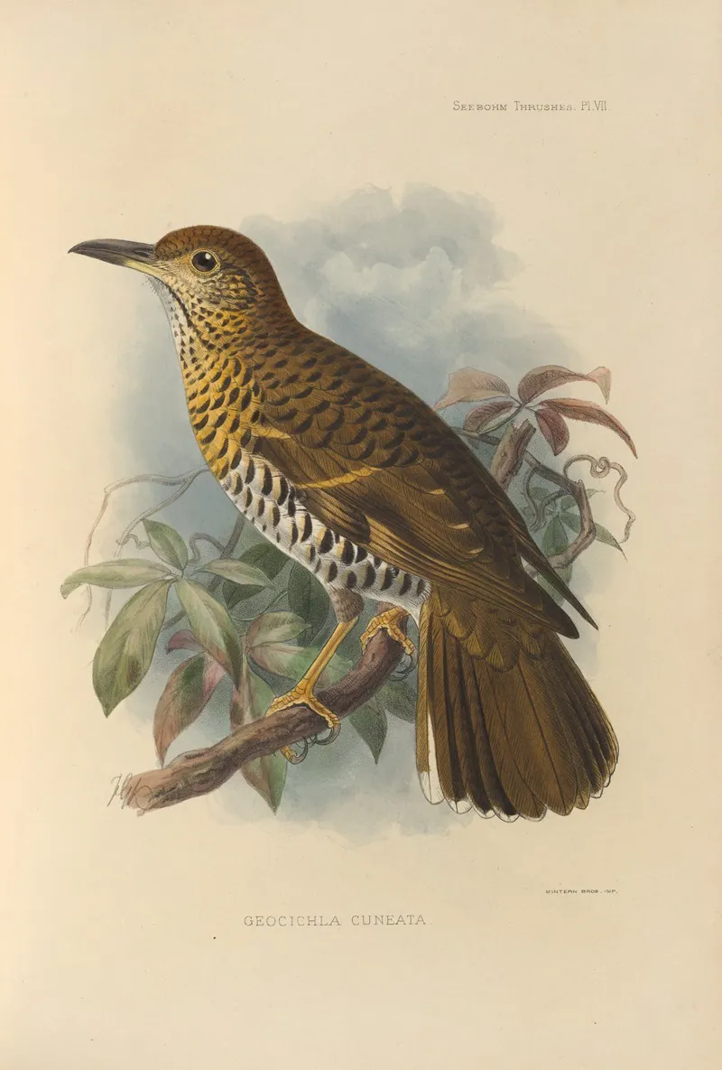 Geocichla Cuneata Wall Art by Henry Seebohm - High-Resolution Digital Print