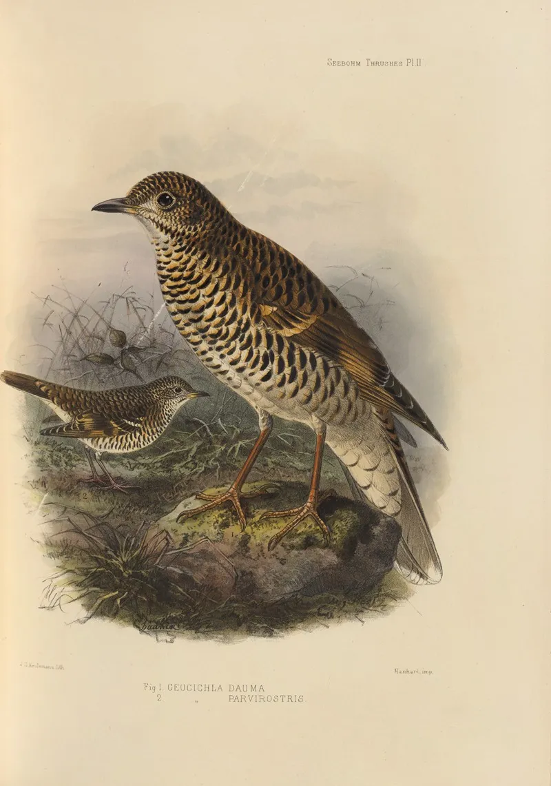 Geocichla Dauma Geocichla Parvirostris Wall Art by Henry Seebohm - High-Resolution Digital Print