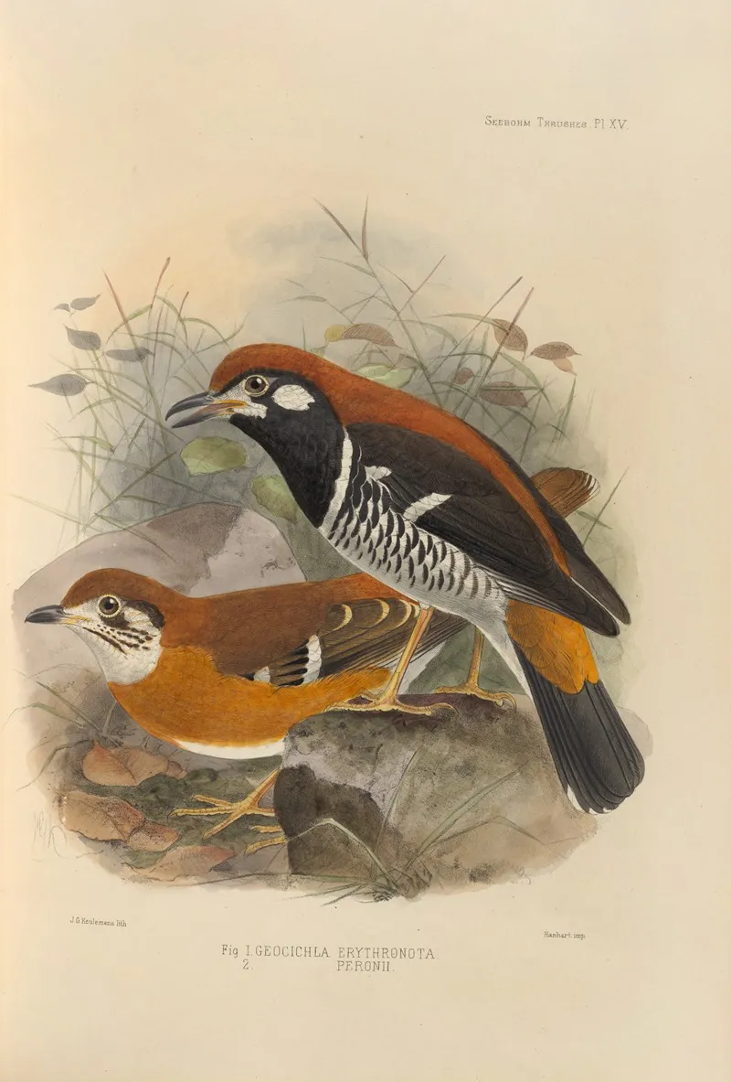 Geocichla Erythronota Geocichla Peronii Wall Art by Henry Seebohm - High-Resolution Digital Print