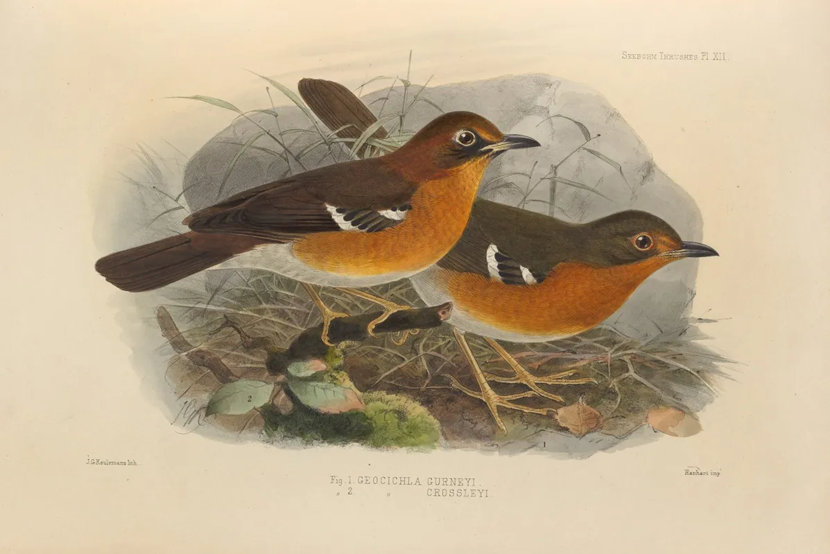 Geocichla Gurneyi Geocichla Crossleyi Wall Art by Henry Seebohm - High-Resolution Digital Print