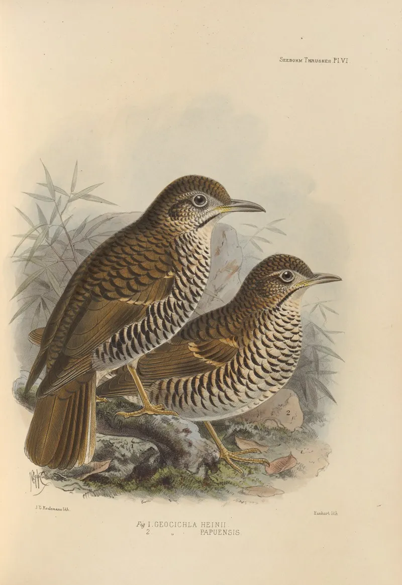 Geocichla Heinii Geocichla Papuensis Wall Art by Henry Seebohm - High-Resolution Digital Print