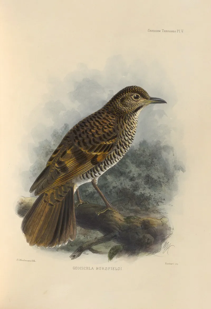 Geocichla Horsfieldi Wall Art by Henry Seebohm - High-Resolution Digital Print