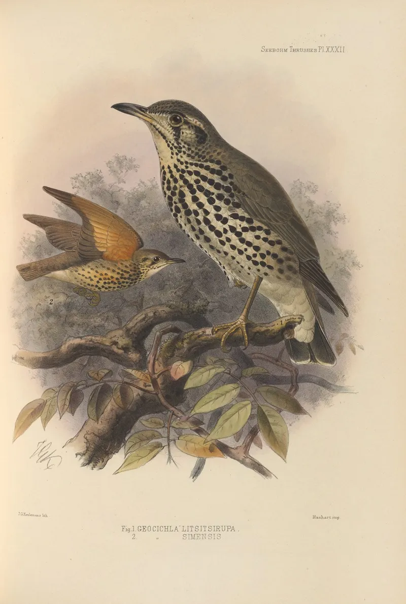 Geocichla Litsitsirupa Geocichla Simensis Wall Art by Henry Seebohm - High-Resolution Digital Print