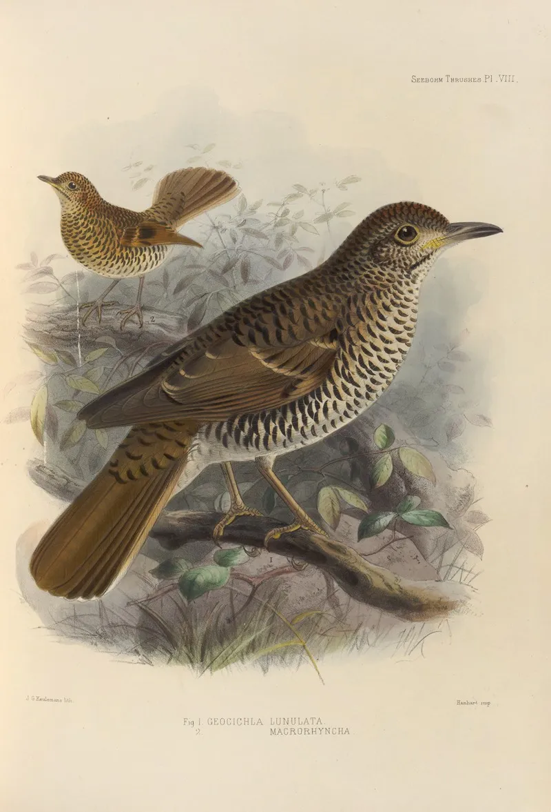 Geocichla Lunulata Geocichla Macrorhyncha Wall Art by Henry Seebohm - High-Resolution Digital Print