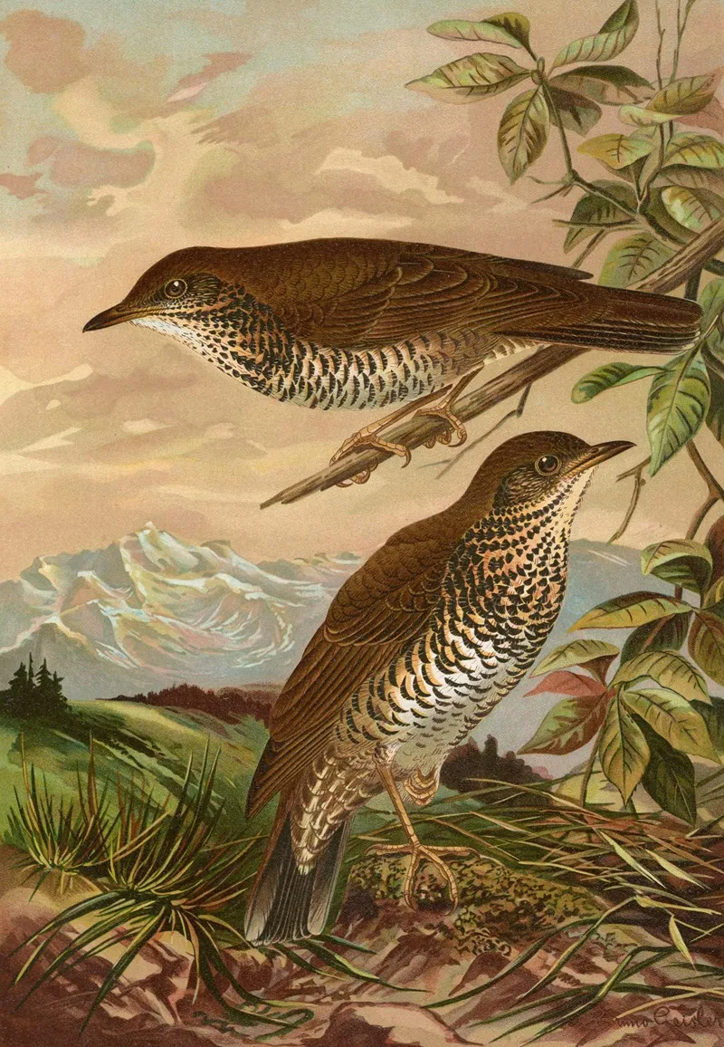 Geocichla Mollissima Wall Art by Johann Friedrich Naumann - High-Resolution Digital Print