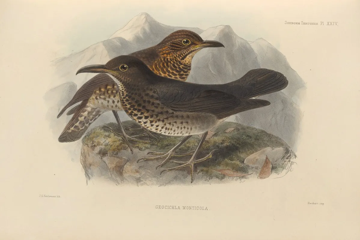 Geocichla Monticola Wall Art by Henry Seebohm - High-Resolution Digital Print
