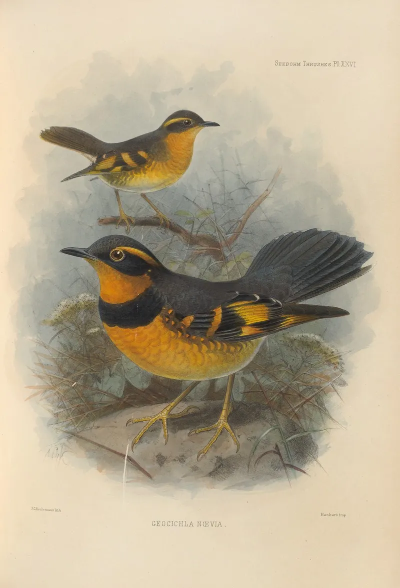 Geocichla Naevia Wall Art by Henry Seebohm - High-Resolution Digital Print