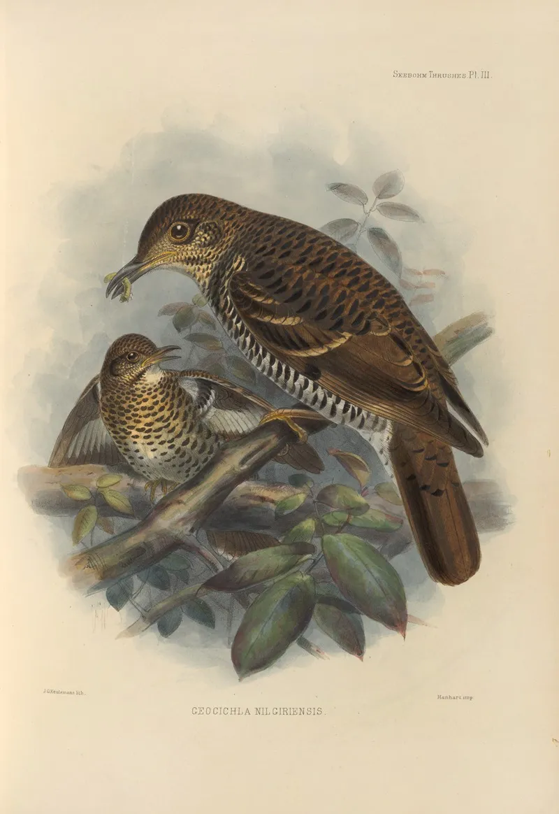 Geocichla Nilgiriensis Wall Art by Henry Seebohm - High-Resolution Digital Print