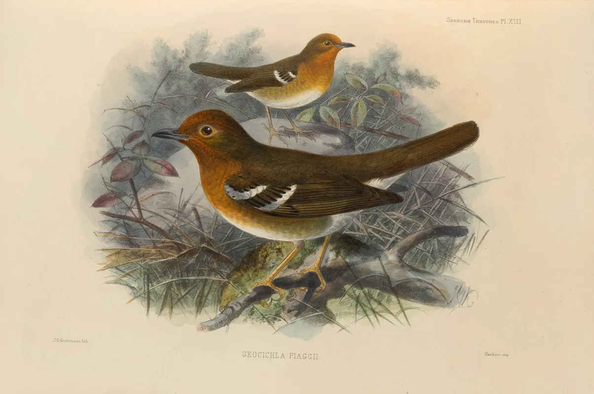 Geocichla Piaggii Wall Art by Henry Seebohm - High-Resolution Digital Print