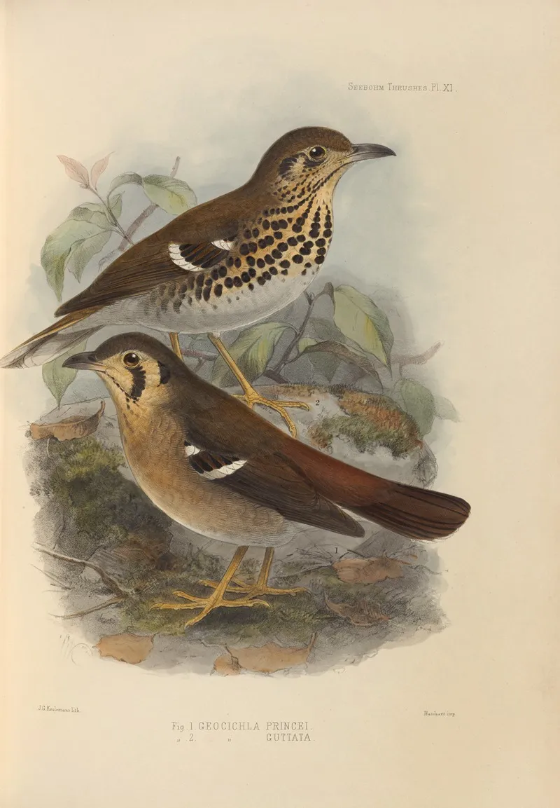 Geocichla Princii Geocichla Guttata Wall Art by Henry Seebohm - High-Resolution Digital Print