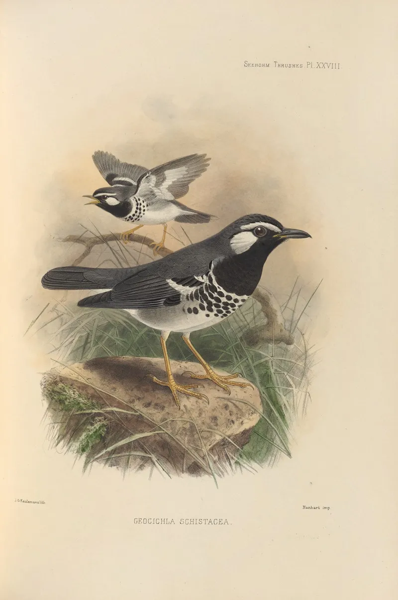 Geocichla Schistacea Wall Art by Henry Seebohm - High-Resolution Digital Print