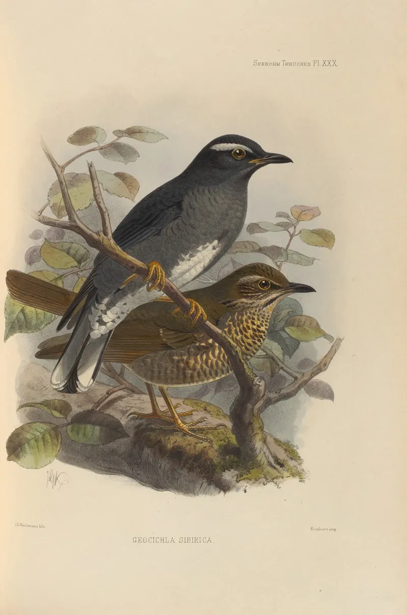 Geocichla Sibirica 2 Wall Art by Henry Seebohm - High-Resolution Digital Print