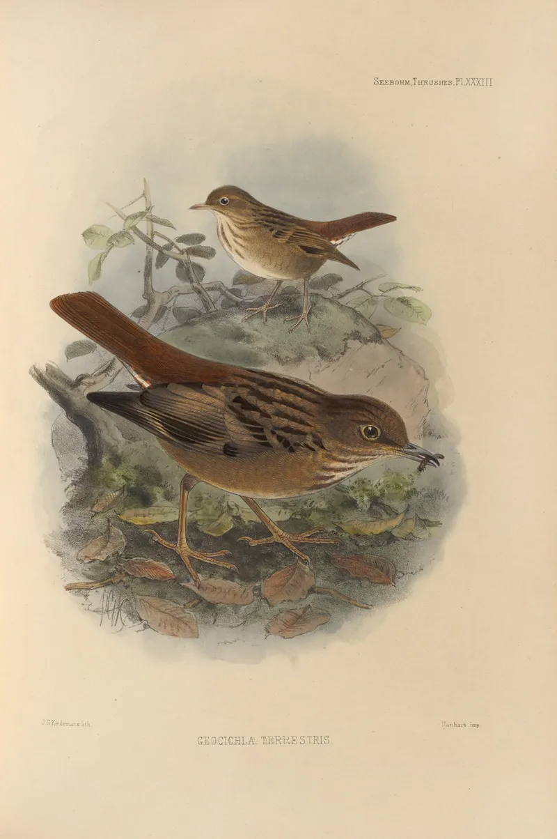 Geocichla Terrestris Wall Art by Henry Seebohm - High-Resolution Digital Print