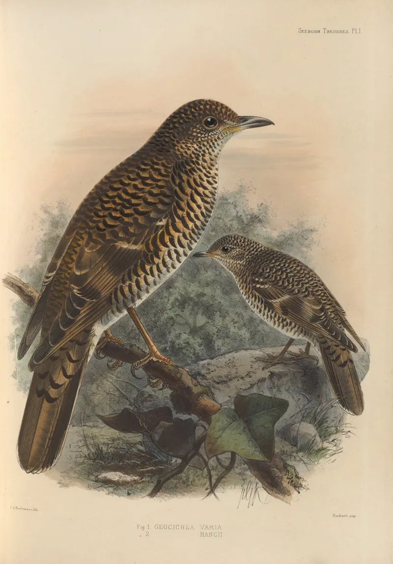 Geocichla Varia Geocichla Hancii Wall Art by Henry Seebohm - High-Resolution Digital Print