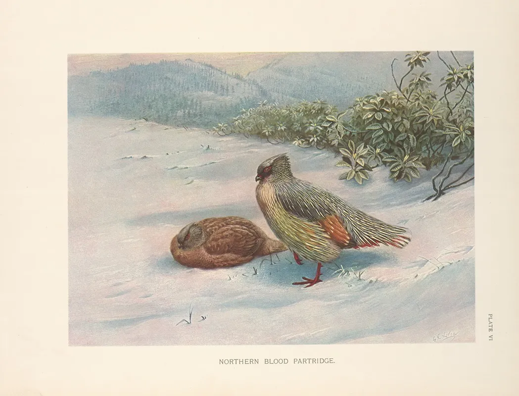 Geoffroys Blood Partridge Ithagenes Geoffroyi Wall Art by George Edward Lodge - High-Resolution Digital Print